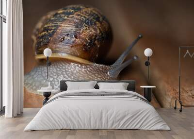 close up of garden snail crawling  Wall mural